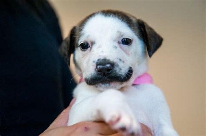 Abandoned Puppy With Mustache Adopted in Arizona