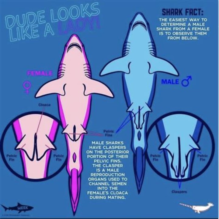 Are Female Sharks The More Aggressive Sex?