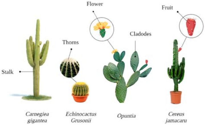 Can Camels Feast On Cacti?