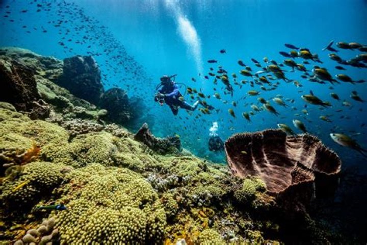 Dive Into Ocean Adventures And Conservation Insights