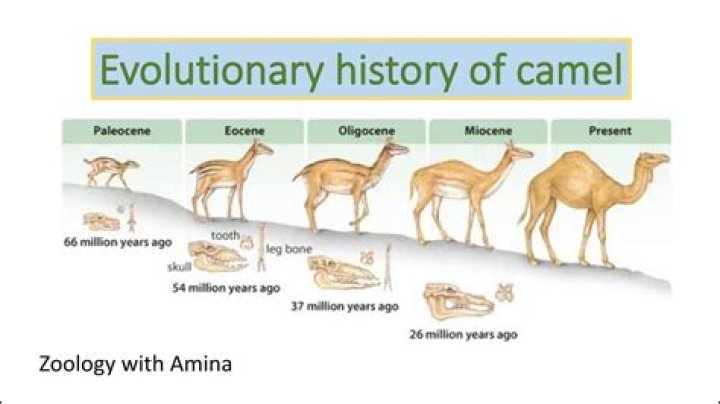 How Camels Conquer The Prickly Feast