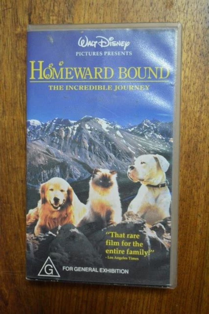 Uncover The Incredible Journey And Impact Of Rachel Lindsay