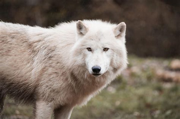 Unlocking The Secrets Of Meana Wolf: Discoveries And Insights