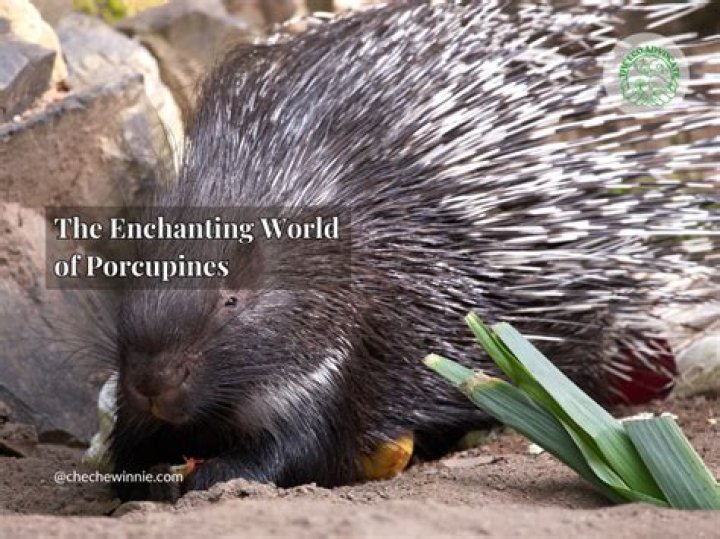 Unveiling The Enchanting World Of Kiana Led: Discoveries And Insights