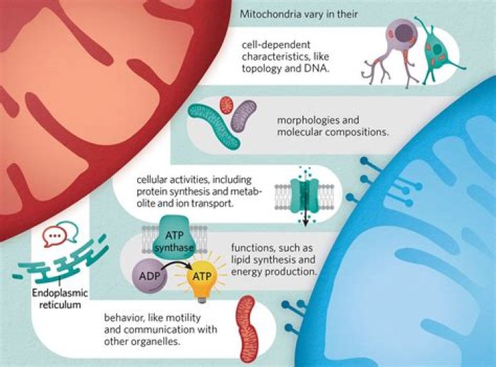 Unveiling The Multifaceted World Of Benji Krol: Discoveries And Insights