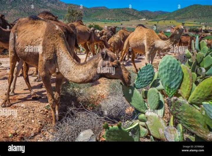 Unveiling The Secrets Of Camels Eating Cactus: Discoveries And Insights