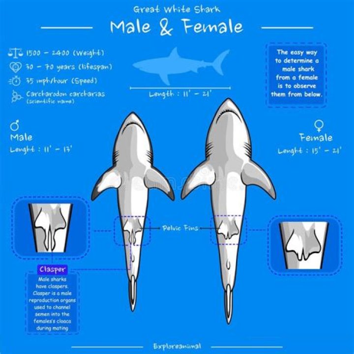 Why Male Sharks Dominate In Size